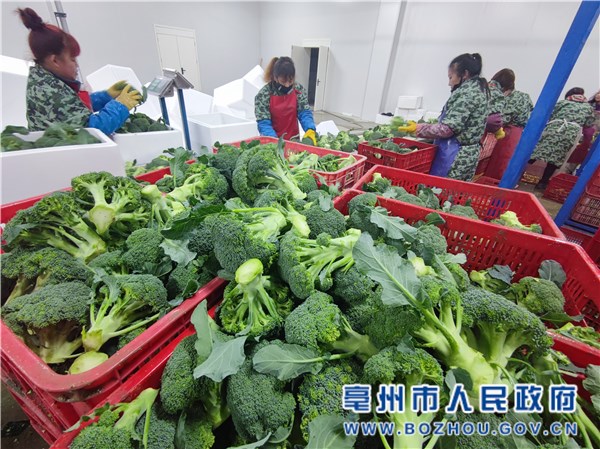 亳州農(nóng)產(chǎn)品“長”驅(qū)直入闖市場(圖2)